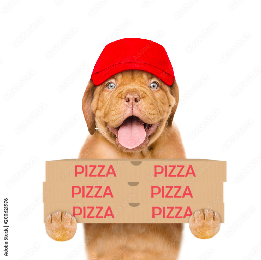 Poster pizza delivery dog in red cap with pizza boxes. isolated on white background
