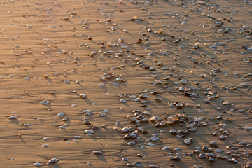 Muscheln an der Ostsee im Sonnenuntergang