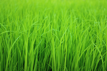 closeup rice in the field