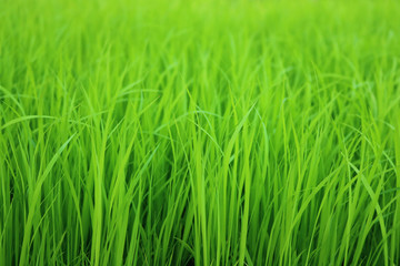 Fototapeta na wymiar closeup rice in the field