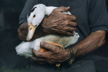 Obraz premium Images from the village, eco friendly