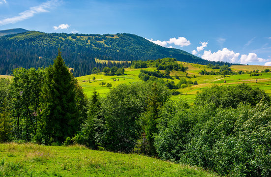 row of trees on Carpathian hills. beautiful countryside scenery of mountainous rural area