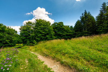 footpath trough the glade in forest. lovely summer nature scenery