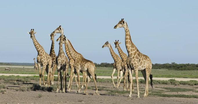 Giraffes (Giraffa camelopardalis) walking over the vast plains of Etosha National Park, Namibia
