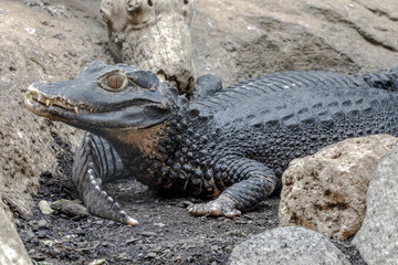 Crocodile teeth and detail of the eye, Semi hidden