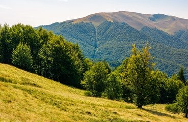 forested hills of Carpathian mountains in summer. Apetska mountain in the distance
