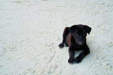 A  black dog sitting on the white sand beach.