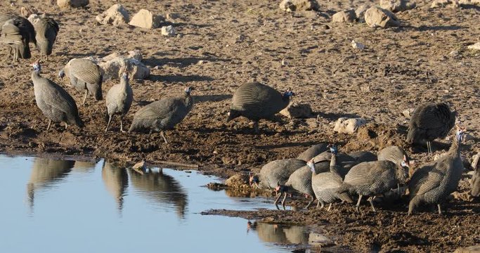 Helmeted guineafowls (Numida meleagris) drinking water, Etosha National Park, Namibia