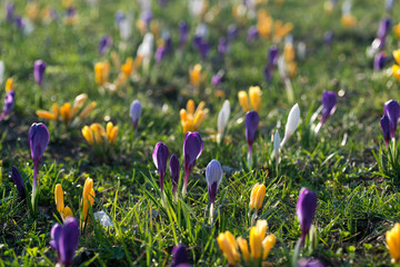 blooming crocus flowers in spring meadow selective focus