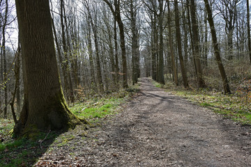 Chemin forêt sentier bois arbre paysage