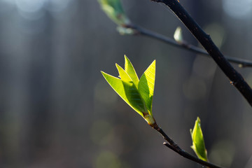 spring leaves on twig macro