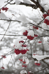 Winter snow Sorbus commixta, the Japanese rowan, is a species of flowering plant in the family Rosaceae, native to Japan, Sakhalin , and the Korean island of Ulleungdo.