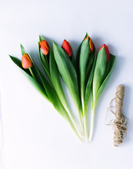Tulips on a white background with a rope. Isolate.