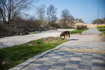 Fototapeta na wymiar street dog walking down the street in the spring