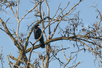 the raven sits on a tree among the branches