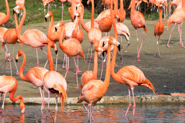 orange birds drinking