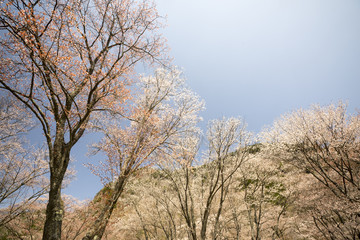 奈良の春　青空バックの桜風景