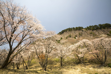 奈良の春　青空バックの桜風景