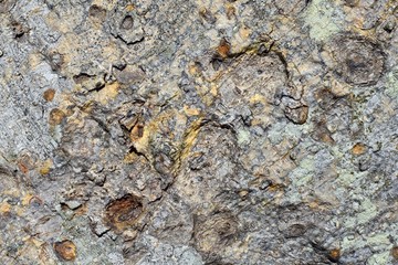 Natural texture of Fig Tree background