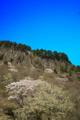奈良の春　青空バックの桜風景