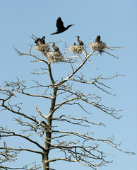 Cormoran nests in a dry tree