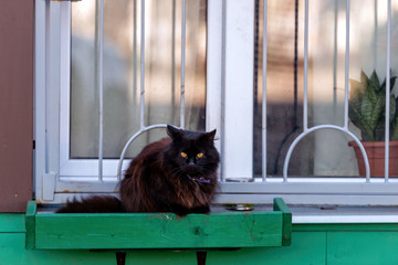 In the box at the green home window the cat is sitting.