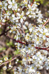 Schlehdorn, Prunus spinosa
