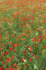 The blooming poppy's field