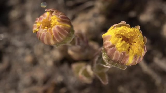 Flowers of Foalfoot are blossoming after the rising of the spring sun. Macro, time lapse.