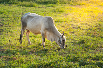 Cow eating in the field