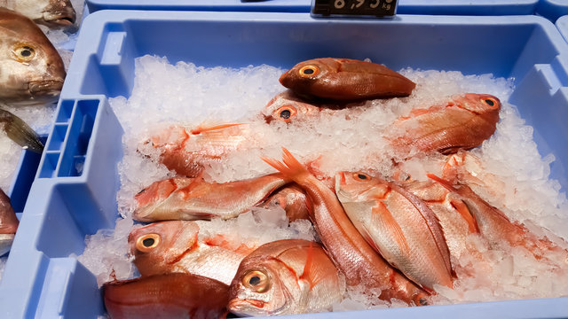 Frische Fische auf Eis