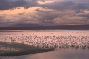 Flamingos on the Colorado lagoon, Altiplano, Bolivia