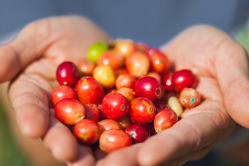 Ripe coffee chrries