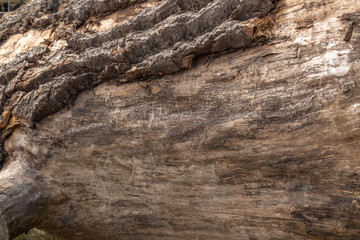 Rinde und Stamm eines großen Baumes