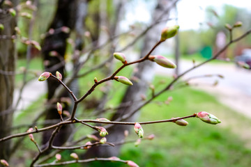 Blossoming buds on branches in spring in May

