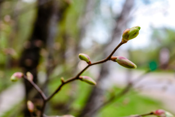 Blossoming buds on branches in spring in May
