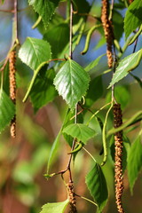 Birch in bloom
