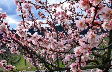 Mandelblütenbaum im Frühling