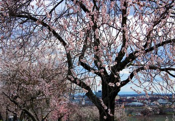 Mandelblütenbaum im Frühling