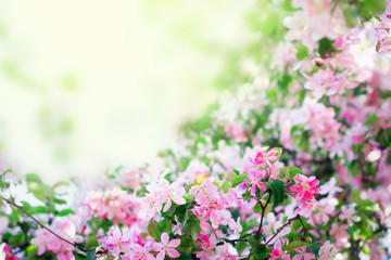 Obraz premium Pink flowers blooming in spring. Floral nature background with copy space