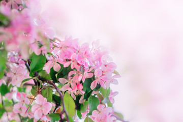 Pink flowers blooming in spring. Floral nature background with copy space