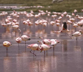 Fotobehang Flamingo& 39 s op de lagune van Colorado, Altiplano, Bolivië © sunsinger