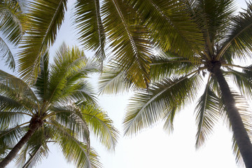 Under the coconut palm tree with ray of light and beautiful summer blue sky.