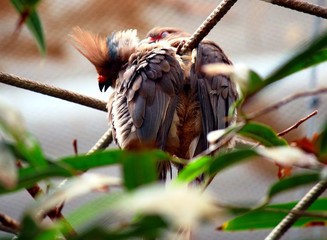 Verliebtes Vogelpaar
