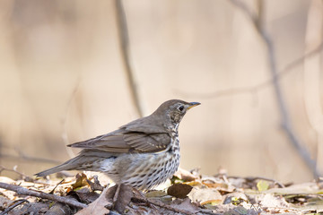 song thrush on the ground