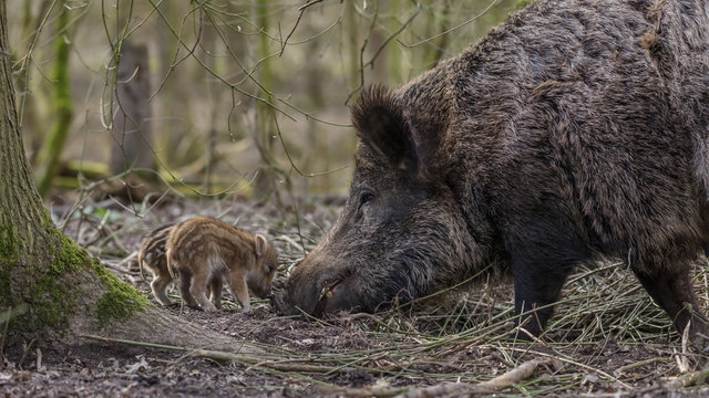 Young wild Boar in Forest