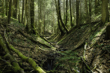 Stream in forest nature. Green forest stream. Nature. Stream. Natural environment. Forest nature. Brook in nature. Nature stream, branches and trees. Travel in nature.