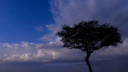 silhouette of a tree against the sky