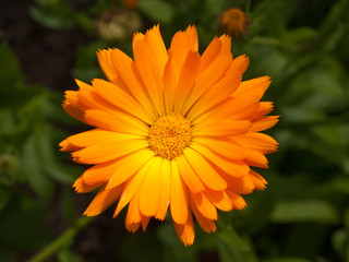 Bright Orange Flower Calendula Officinalis Marigold Close up