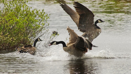 Male geese fighting for the attention of a female during mating season in early Spring
